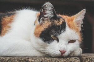 Anemia u kotów: objawy, przyczyny i leczenie
