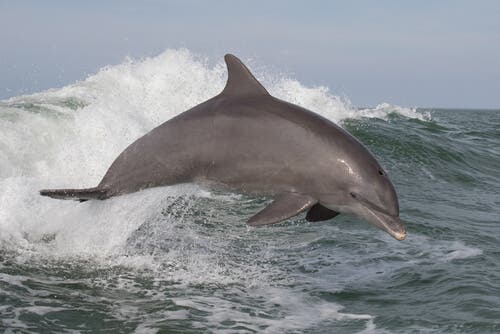 delfin, Hiszpania