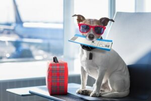 Jak przygotować psa do podróży samolotem