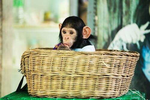 małpka w koszyku