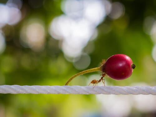 Mrówki – czy wiesz, jak wygląda ich dieta?