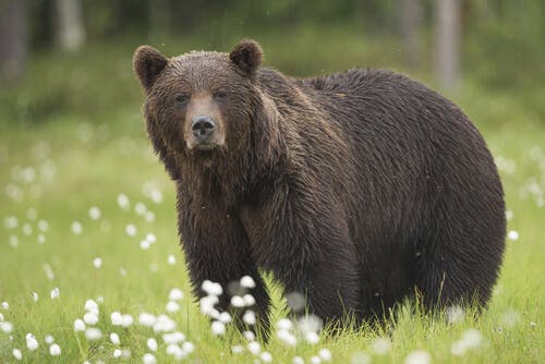 niedźwiedź brunatny, Hiszpania