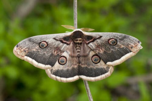 pawica gruszówka, motyle