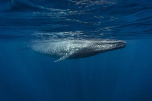 pływający wieloryb