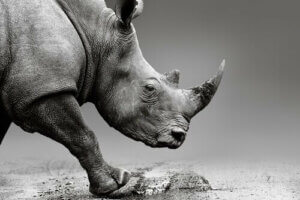 Wstrzykiwanie jadu w rogi nosorożców aby je chronić
