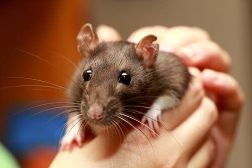 szczur w dłoniach
