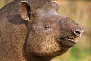 Tapir brazylijski – niezwykły krewny nosorożca