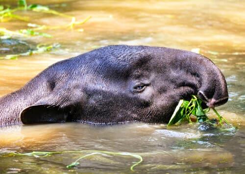 tapir w wodzie