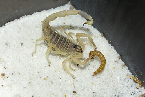 jedzący skorpion