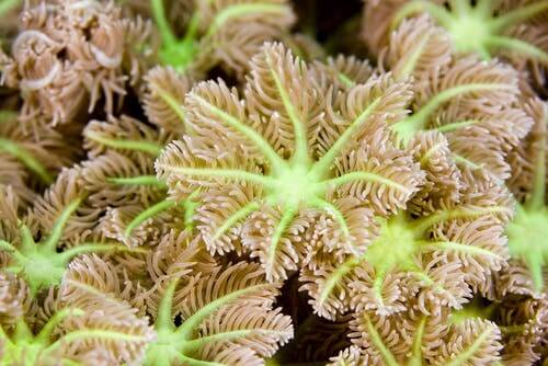 miękkie korale