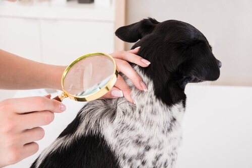 Choroby skórne u psów – jak je leczyć?