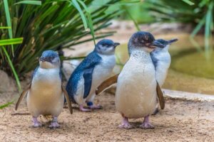 Pingwin mały - najmniejszy na świecie