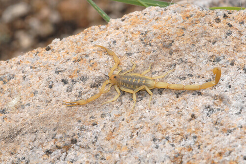 skorpion na kamieniu