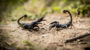 Skorpiony: 8 faktów, które powinieneś znać