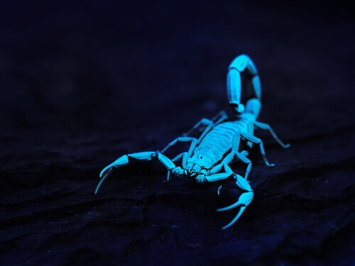skorpion świecący w ciemności