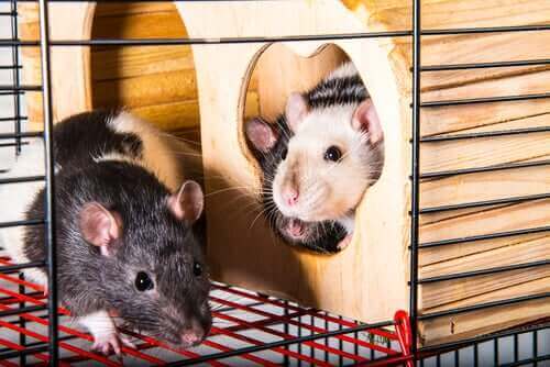 szczury w klatce