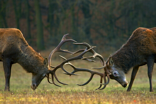 walczące jelenie