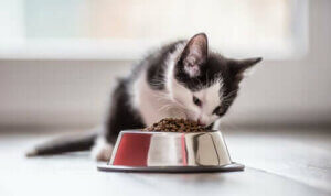 Dieta i żywienie kotów: 4 rzeczy, które musisz wiedzieć