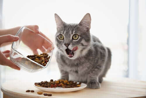 Układ pokarmowy kota – najważniejsze informacje