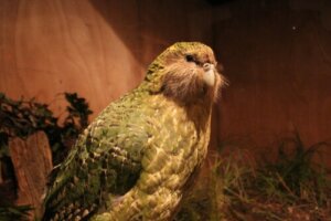 Gigantyczna papuga odkryta w Nowej Zelandii