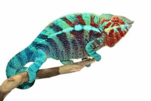 Jak i dlaczego kameleon zmienia swój kolor?