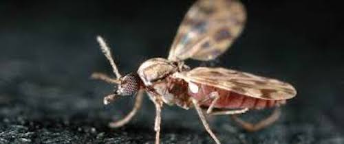komar a zdrowie zwierząt hodowlanych