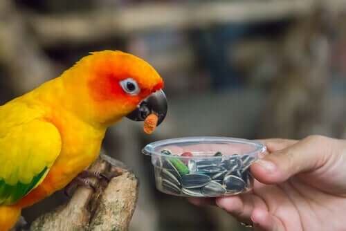 papuga jedząca słonecznik