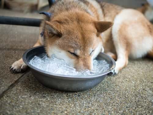 pies jedzący lód