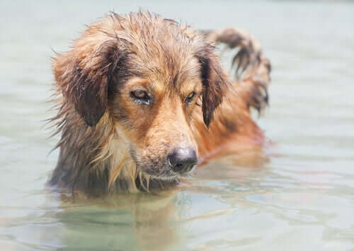 pies w wodzie