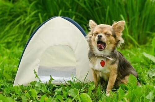pies z namiotem biwak