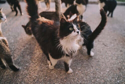 Choroby przenoszone przez koty, którymi można się zarazić?