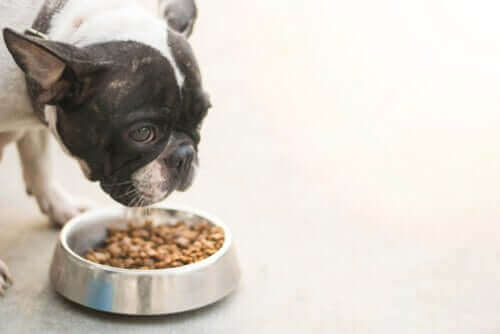 Pokarm dla psów i związane z nim choroby