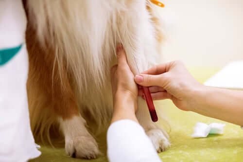 pobieranie krwi psu