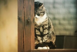 Poznaj trzy choroby psychiczne występujące u kotów