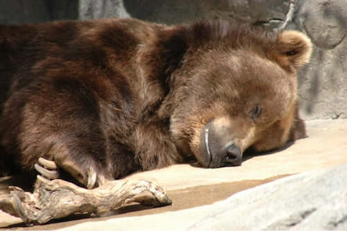 śpiący niedźwiedź, zwierzęta, które robią zapasy
