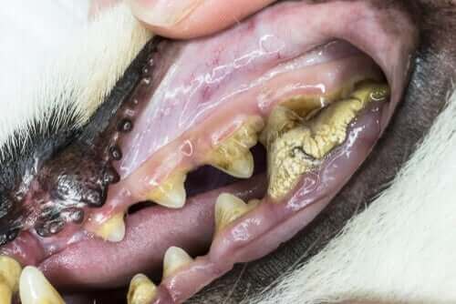 zbliżenie na chore zęby psa