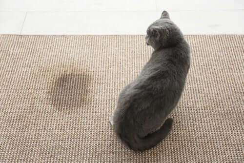Zapach moczu kota w domu - jak się go pozbyć?