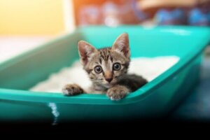 Czerwonka u kotów: przyczyny i objawy