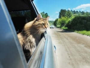 kot w samochodzie