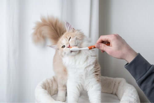 Dbanie o zęby kota: jak powinniśmy o nie dbać?