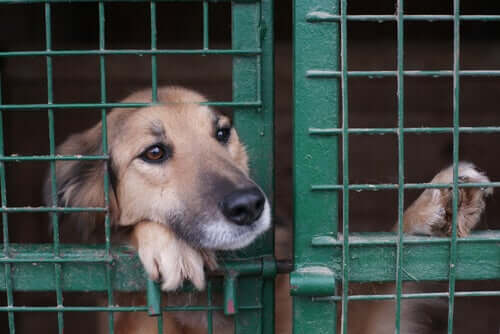 pies w klatce i centrum pomocy zwierzętom