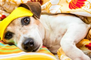 Zaburzenia snu u psów - jak wyglądają?