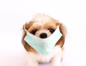 Lista najbardziej zaraźliwych chorób psów