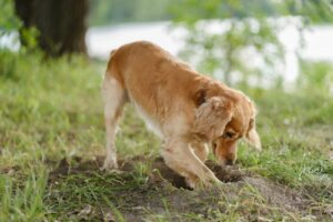 Zakopywanie jedzenia – czemu psy to robią?