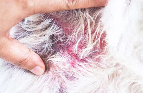 Atopowe zapalenie skóry u psów lub egzema