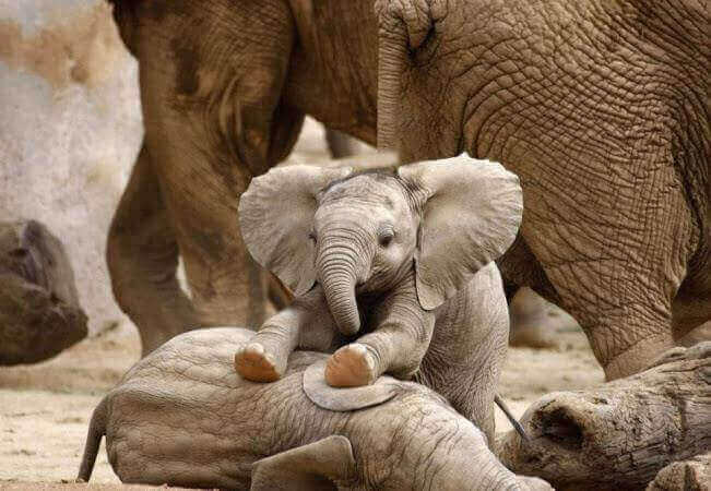 bawiące się słoniątka