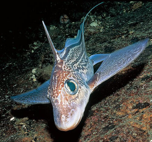 Chimera – niezwykła ryba z głębin oceanu