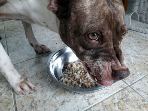 groźny pies nad jedzeniem