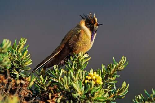 kolibrowate - Hełmik purpurowobrody
