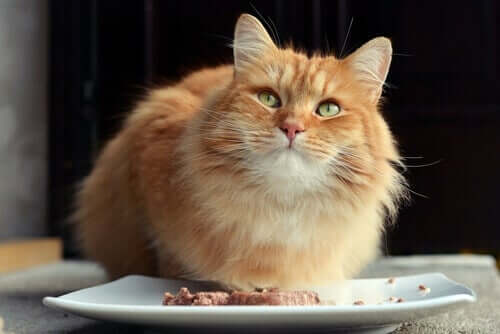 kot nad talerzem, jak uniknąć cukrzycy dokonując zdrowych wyborów żywieniowych